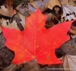 Autumn is: maple leaves, syrup, and cider mills